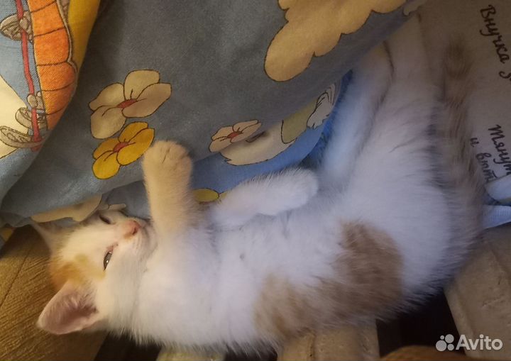 Сибирская кошка