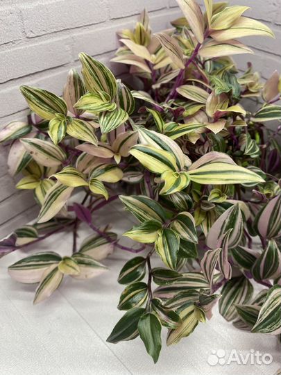 Традесканция радужный холм