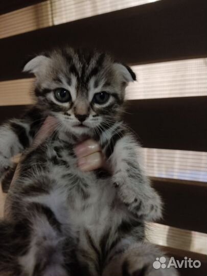 Шотландская