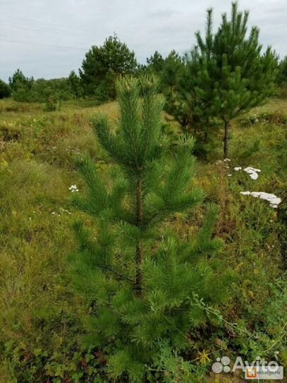 Сосна обыкновенная саженцы