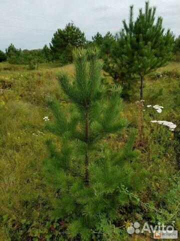 Сосна обыкновенная саженцы