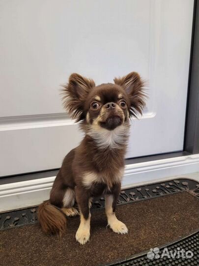 Вязка кобель чихуахуа