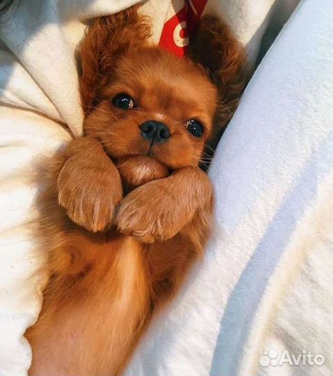 Щенки Cavalier King