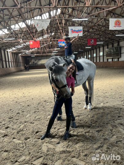 Обучение верховой езде. Конный спорт