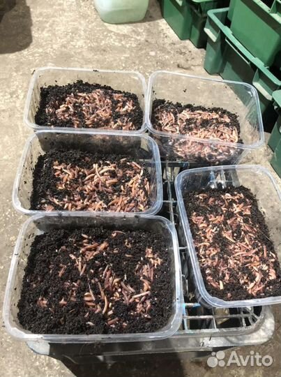 Червь дендробена