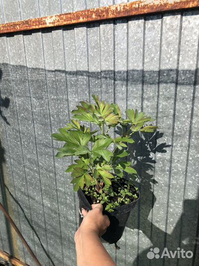 Пионы сортовые саженцы