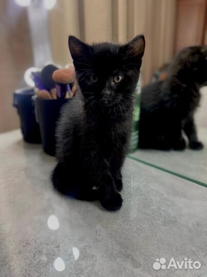 Котёнок шотландец