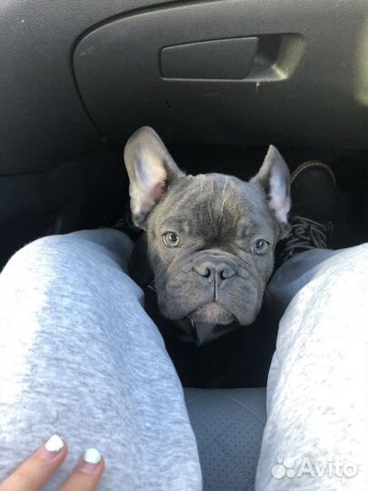 Французский бульдог кабель вязка