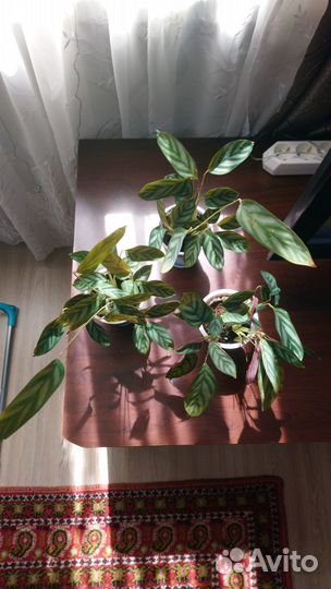 Калатея ктенанта