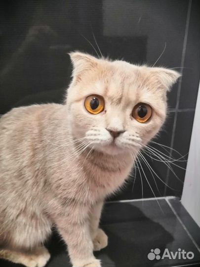 Кошечка в добрые руки