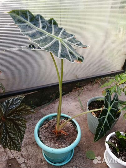 Бегония декоративно лиственная от 200