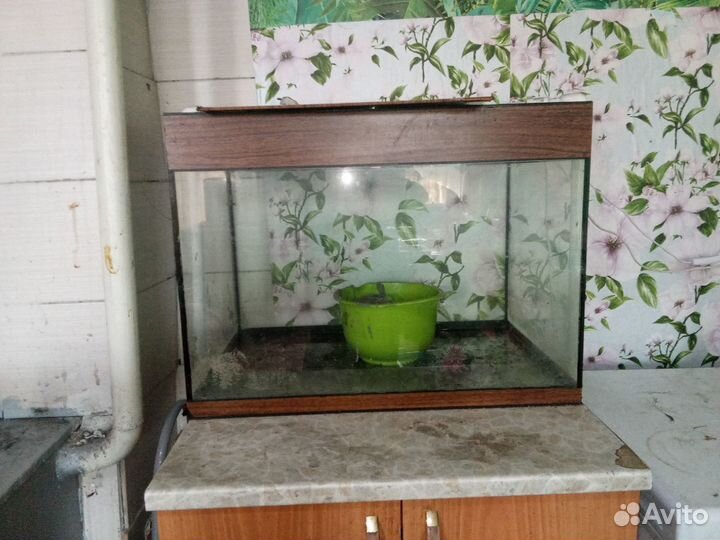 Аквариумные продам