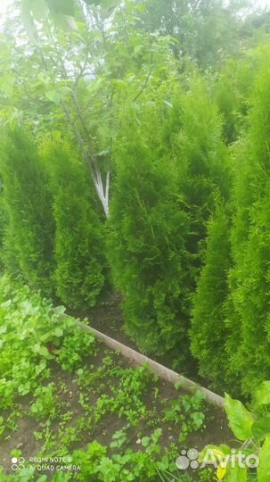 Растение туи