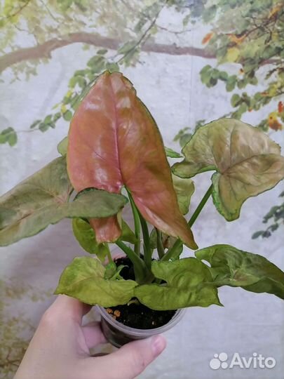 Сингониум pink flecked