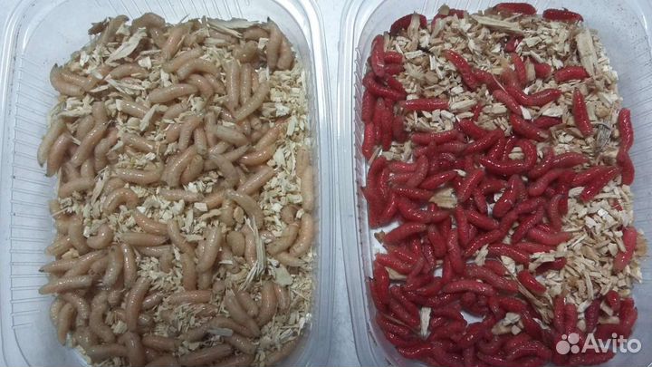 Живые черви