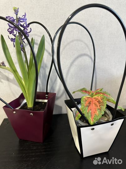 Пакеты для цветы