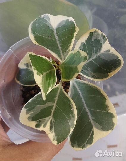 Филодендрон,дифенбахия,хлорофитум