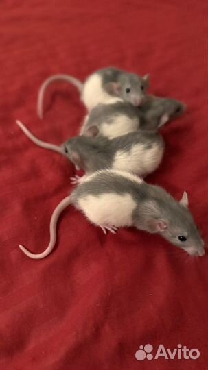 Крысята