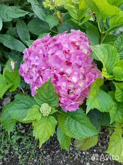 Гидрангея Макрофила (гортензия)