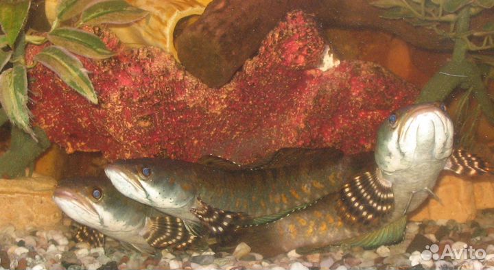 Аквариумная рыба Змееголов Пульхера 21-23см