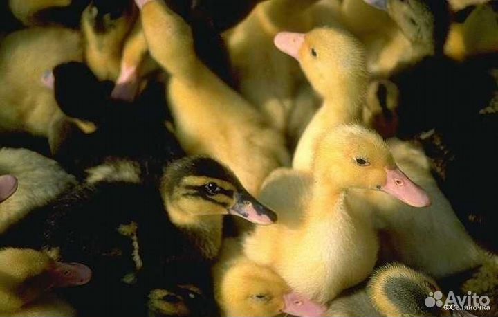 Утята Гусята подрощенные и суточные