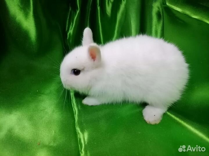 Декоративный крольчонок