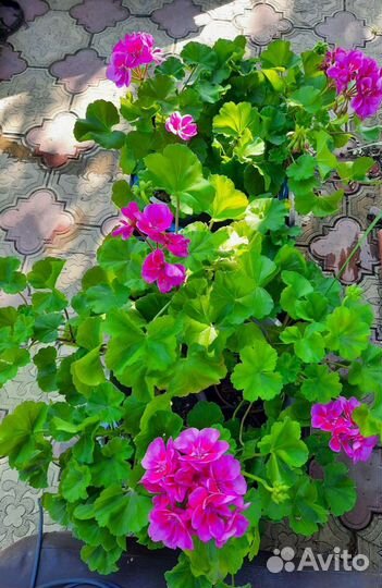 Пеларгония герань