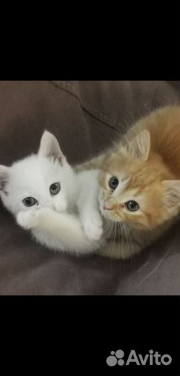 Котята от британского кота