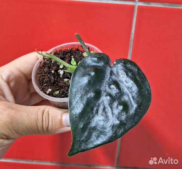 Сциндапсус Black mamba