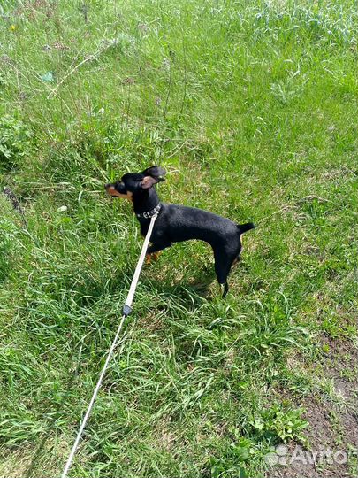 Карликовый пинчер