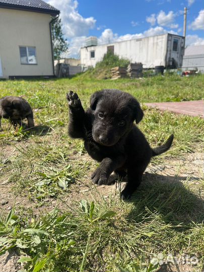 Щенки в добрые руки даром ленинградская область