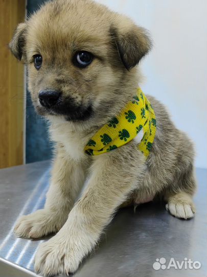 Щенок мальчик ищет дом
