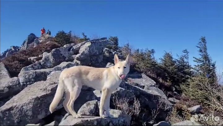 Отдам классного пса в добрые руки