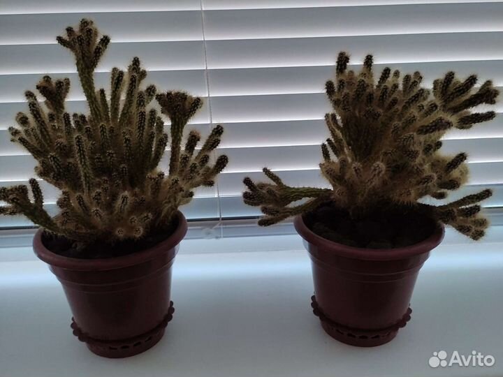 Кактусы, суккуленты