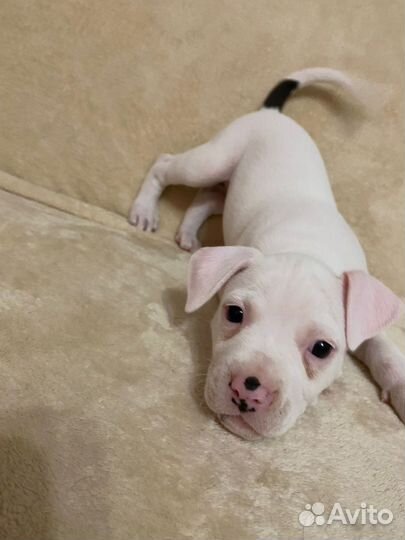 Щенки американского стаффордширского терьера