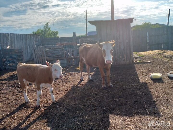 Корова телка