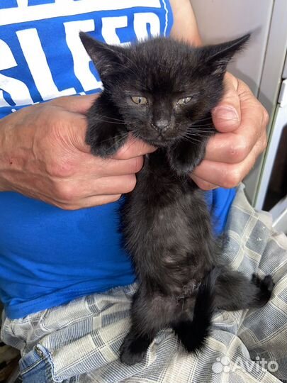 Отдам котят