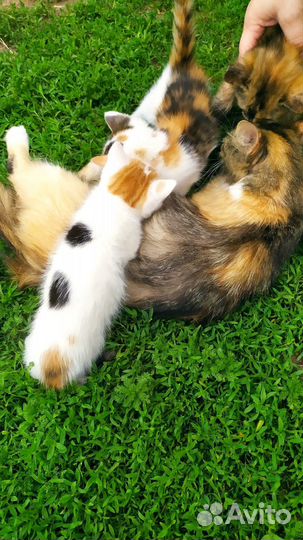 Отдам котят (кошечки)