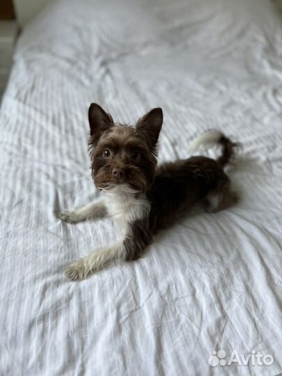 Бивер вязка