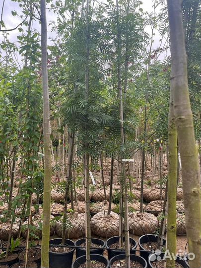 Рябина додонг