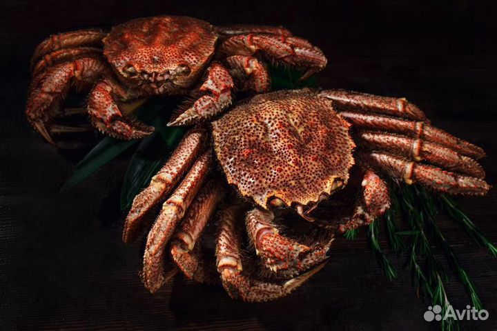 Краб Волосатик