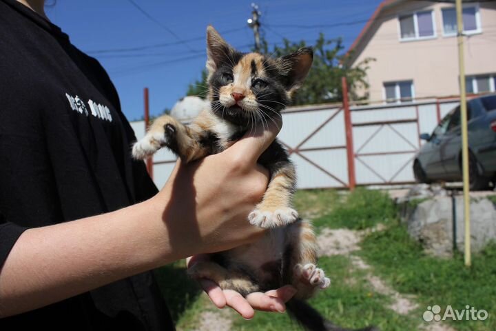 Котята в добрые руки