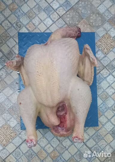 Мясо домашней индейки