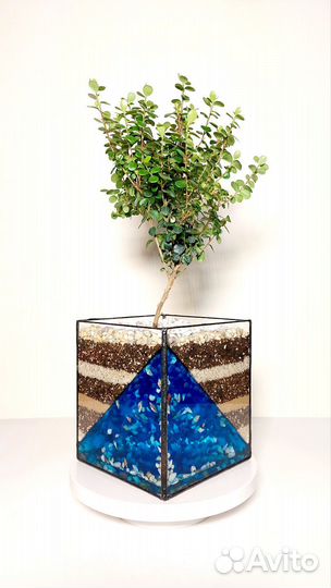 Дерево бонсай Мирсина африканская в форме Куб 42см