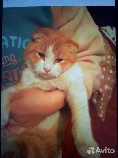 Кошка
