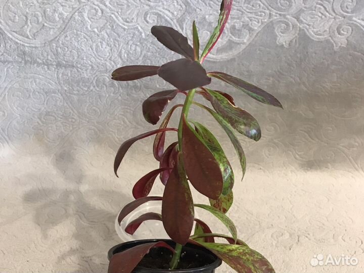 Синадениум granta