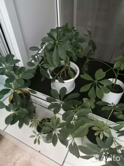 Молоденькие Шеффлеры