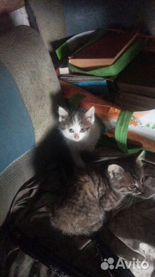 Котята