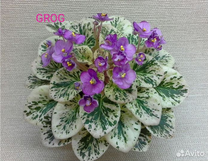 Фиалка мини детки (часть 2)