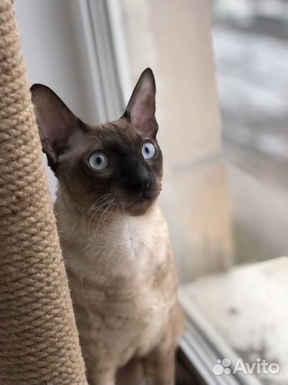 Корниш-рекс вязка